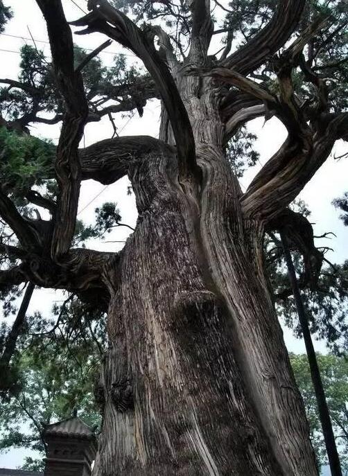 黄帝陵记录视频