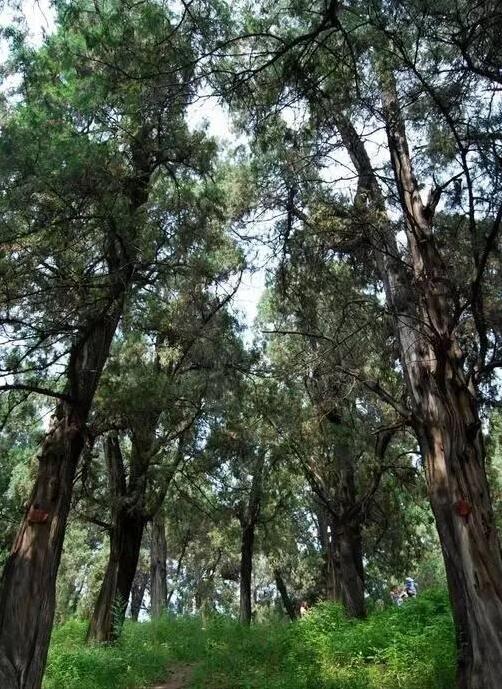 黄帝陵天下第一古柏群由来