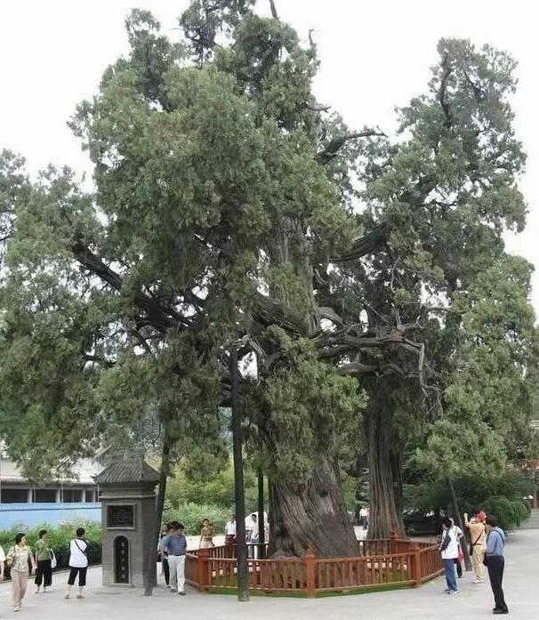 数字黄帝陵